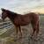Horse 9 thumbnail
