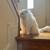 PERSIAN CATS (BONDED PAIR) NEEDS HOME 8 thumbnail
