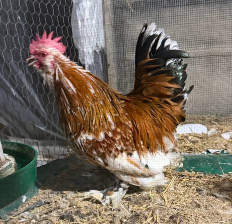 Bantam Cochin rooster 1
