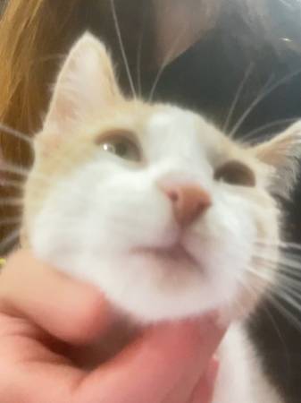 Kitten for adoption rehoming (san jose east)64188536336258121
