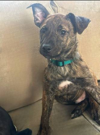 Rehoming 4month Old Heeler Mix (Centralia)63688376530307120