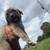 Anatolian Shepherd 8 thumbnail