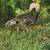Polish Silkie chicken 11 thumbnail