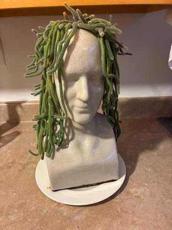 Cactus head 1