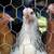 Laying Hens/Pullets 1 thumbnail