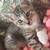 Cute kitten in need of home 1 thumbnail