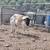 Dorper Rams 4 thumbnail