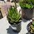 SUCCULENTS: A variety of 1 gallon container 3 pots for $10!!!! 18 thumbnail