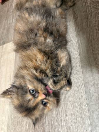Gatitos persas (Redwood City)63696398131329122
