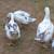 Ancona ducks 3 thumbnail