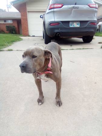 Pitbull hembra (Oklahoma City)63670625888641124