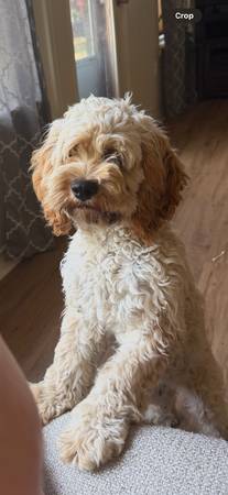 Cockapoo registrado63839344437249120