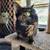 Super Sweet  Tortoishell CAT, MONA  for the Adoption!! 7 thumbnail