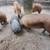 Best Offer/ 8Total, Red Wattle Pigs/Individual 1 thumbnail