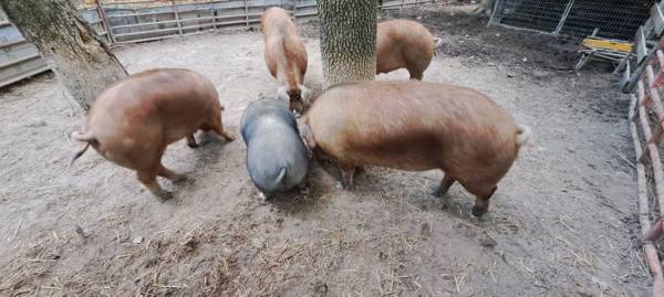 Best Offer/ 8Total, Red Wattle Pigs/Individual 1