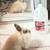 Female rabbit looking 4 loving forever home 12 thumbnail