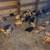 Buff Brahma chicks 4 thumbnail