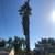 🌴🌳🌿TREE TRIMMING,🌴 TREE REMOVAL, PALM REMOVAL, PALM TRIMMING , SERVI 14 thumbnail