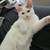 Male kitten looking for a new home 1 thumbnail