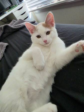Male kitten looking for a new home 1