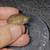 Loggerhead musk turtles (Sternotherus minor) 1 thumbnail