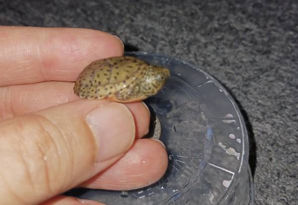 Loggerhead musk turtles (Sternotherus minor) 1