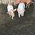 Piglets 1 thumbnail