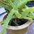 Succulents: Jade, Bulbine Frutescens & Aloe Vera terra cotta pots 8 thumbnail