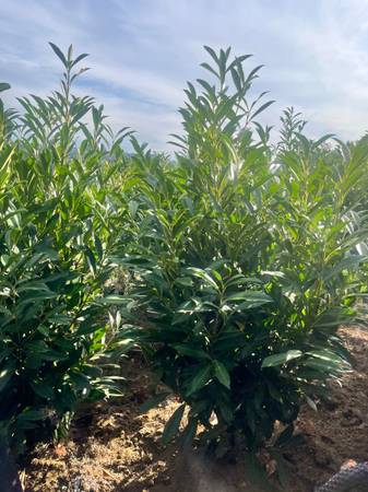 Laurel plants 1