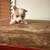 Full blooded Corgi puppies 6 thumbnail