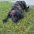 English mastiff 1 thumbnail