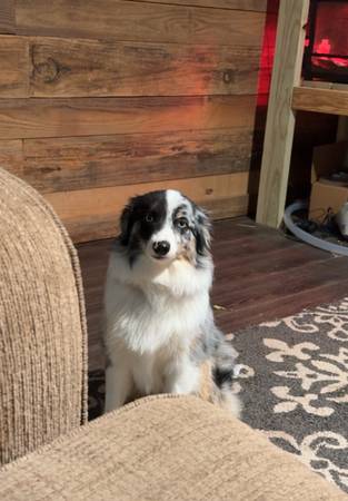 mini aussie 1