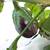 Premium Coconut Coir for Organic Use (OMRI Listed) 6 thumbnail