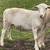 White Dorper Sheep Ram Lamb 5 thumbnail