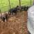 Feeder pigs 1 thumbnail