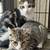 Kittens 1 thumbnail