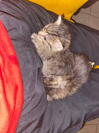 Three Kittens (Webster)63859314543105120