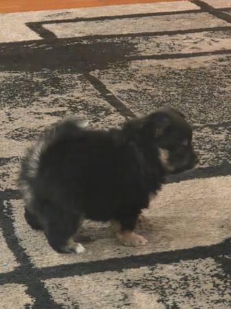 Mini pomeranian 1