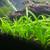 Dwarf Sagittaria Subulata - Freshwater Aquarium Carpeting Plant - Fish Tank 1 thumbnail