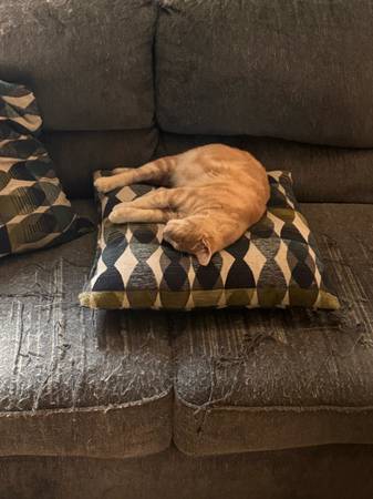 Female cat to good home (Centralia)63853558217859122