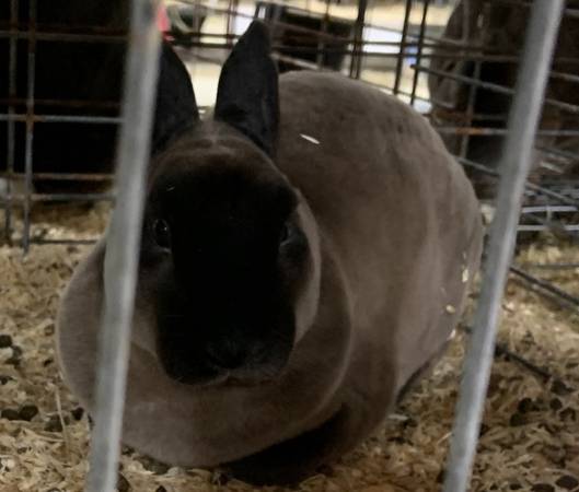 Pedigree Sable Mini Rex Doe 1
