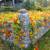 Trailing Nasturtiums 3 thumbnail