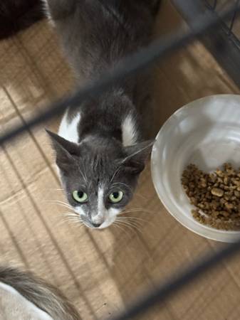 ¡¡Los gatos esterilizados necesitan tu ayuda!! (Salado)63839345306371121