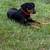 Catahoula Black and Tan 1 thumbnail