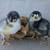 Day old chicks 1 thumbnail