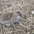 Velveteen Lop bunnies Full pedigree 3 thumbnail