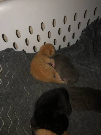 Reubicación de gatitos (Whittier)