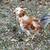 Free "Easter Egger" Rooster - hatched 10/14/25 2 thumbnail
