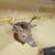 Deet trophy mount good condition 3 thumbnail