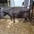 Heavy bred cows 4 thumbnail